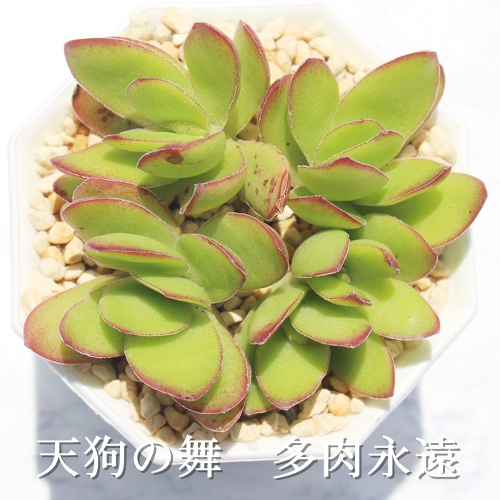 楽天市場 天狗の舞 クラッスラ Mサイズ6ｃｍポット Crassula Dejecta 多肉植物 小 中型種 葉を重ねるタイプ 多肉植物 男前 かわいい おしゃれ 贈り物 癒し 株式会社多肉永遠楽天市場店