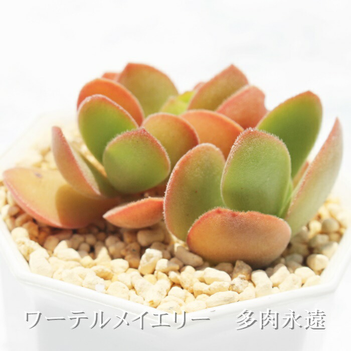 多肉植物　クラッスラ　ワテルメイエリー錦　3カット　根っこ出てきてます♡ 多肉植物 クラッスラ ワテルメイエリー錦 3カット 根っこ出てきてます