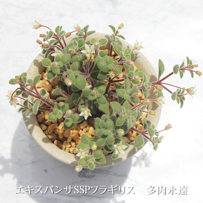 専用❤️速達＋300同梱-50円多肉植物　コノフィツム　クビクム　群生　鉢のまま 専用❤️速達＋300同梱-50円多肉植物 コノフィツム クビクム