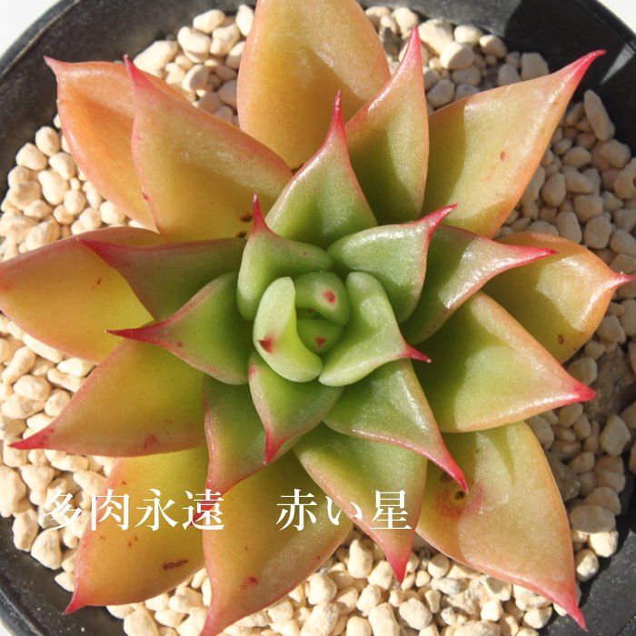 楽天市場 赤い星 あかいほし エケベリア Mサイズ6ｃｍポット Echeveria 薔薇咲 ロゼット 多肉植物 株式会社多肉永遠楽天市場店