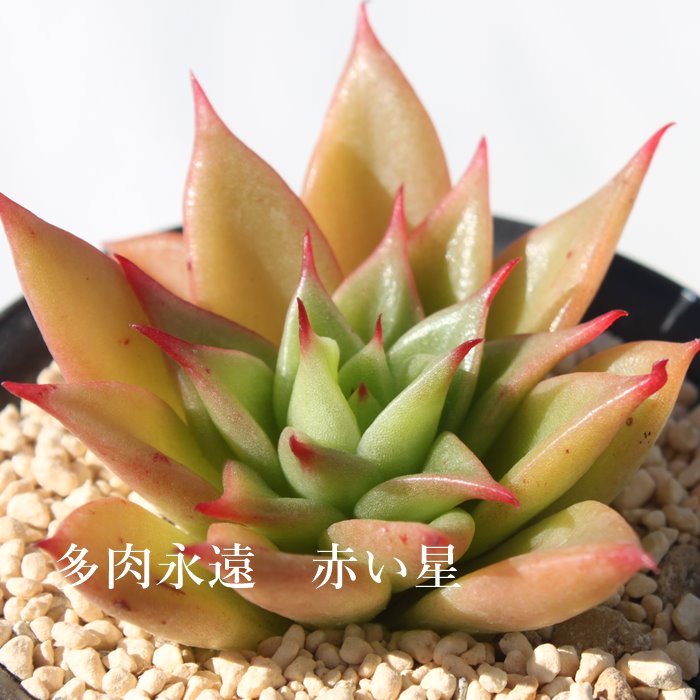 楽天市場 赤い星 あかいほし エケベリア Mサイズ6ｃｍポット Echeveria 薔薇咲 ロゼット 多肉植物 株式会社多肉永遠楽天市場店