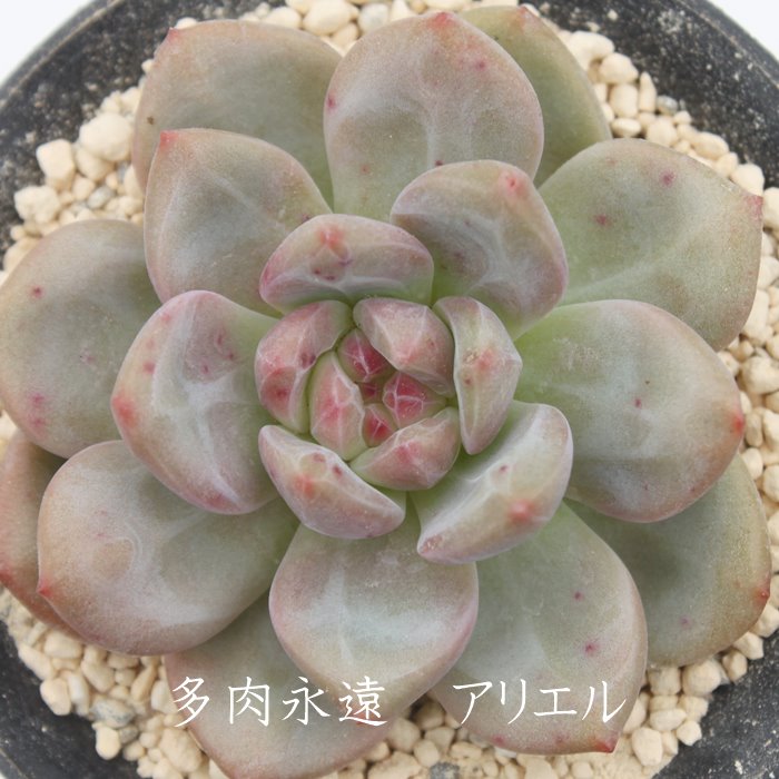 楽天市場 アリエル エケベリア 2ｌサイズカット苗 Echeveria 薔薇咲 ロゼット 多肉植物 株式会社多肉永遠楽天市場店