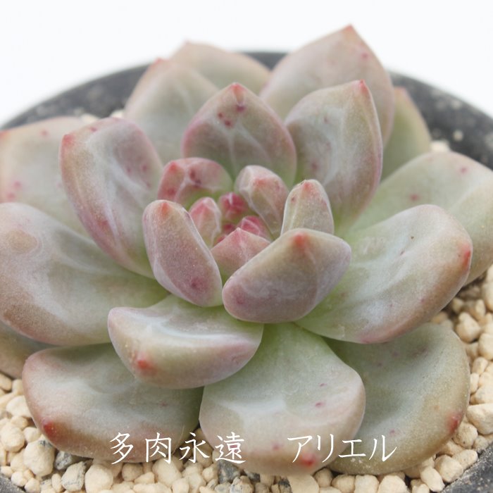 楽天市場 アリエル エケベリア 2ｌサイズカット苗 Echeveria 薔薇咲 ロゼット 多肉植物 株式会社多肉永遠楽天市場店