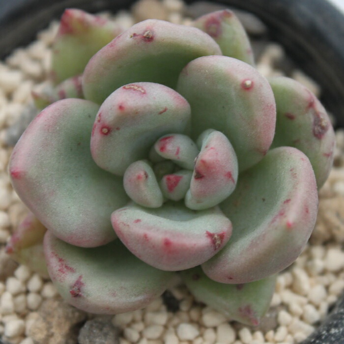 楽天市場 アボカドクリーム エケベリア 韓国苗 Echeveria 薔薇咲 ロゼット 多肉植物 株式会社多肉永遠楽天市場店