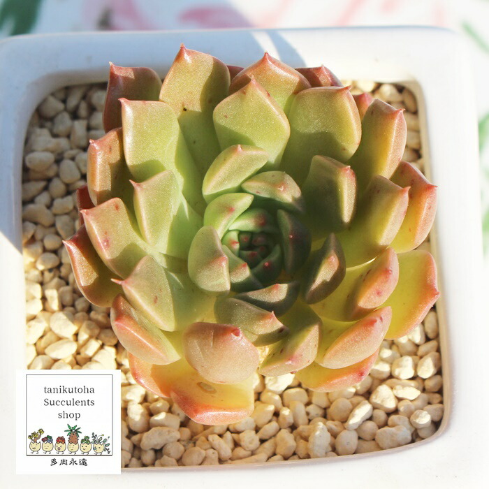 楽天市場】ルンヨニー錦 Mサイズ エケベリア 韓国苗 Echeveria ruyonii
