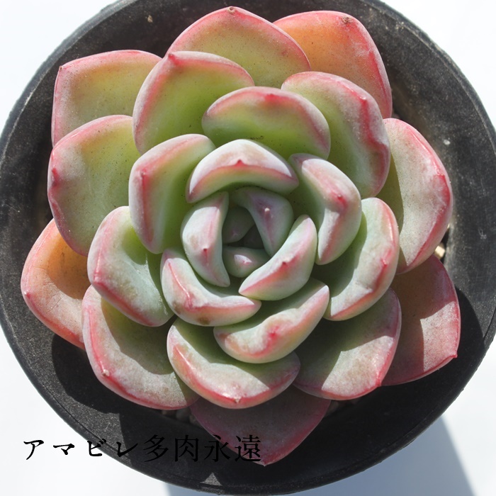 楽天市場】モヒカン エケベリア Mサイズ6ｃｍポット 韓国苗 Echeveria 