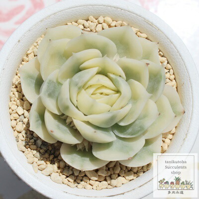 楽天市場】ブルードラゴン 韓国苗 エケベリア Mサイズ5.5ｃｍポット Echeveria blue doragon 薔薇咲 多肉植物 小～中型種  ロゼットタイプ : 株式会社多肉永遠楽天市場店