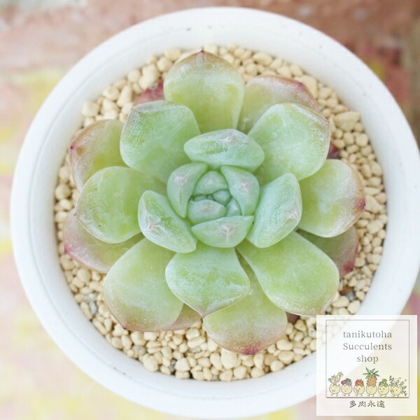 楽天市場】おかもちホワイトサキュレント 送料無料 多肉永遠オリジナル