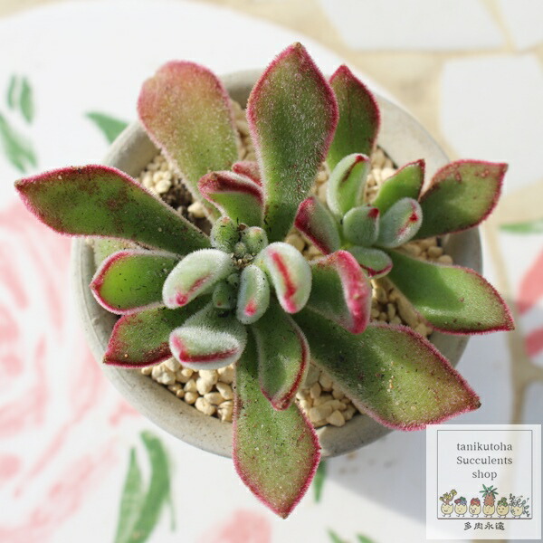 アメチス錦　確認お願い致します！。多肉植物 2024.06.26【Succulent】To grow variegated (Nishiki) plants
