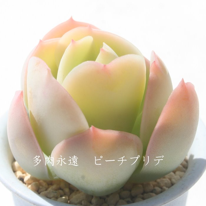 楽天市場 ピーチプリデ エケベリア Mサイズ6ｃｍポット Echeveria 薔薇咲 ロゼット 多肉植物 株式会社多肉永遠楽天市場店