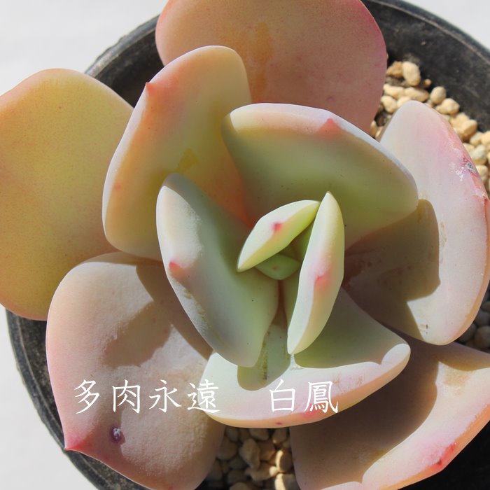 楽天市場 白鳳 はくほう エケベリア Mサイズ6ｃｍポット Echeveria Hakuhou 薔薇咲 多肉植物 小 中型種 ロゼットタイプ きれい かわいい 株式会社多肉永遠楽天市場店