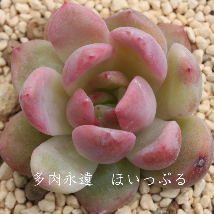 商品 – echeveria official store