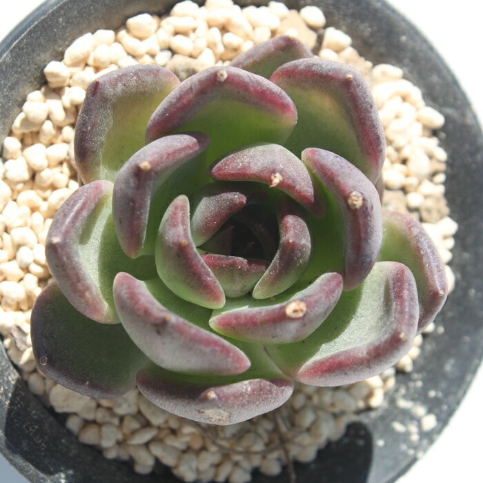楽天市場】ビヨンテ エケベリア Mサイズ6ｃｍポット 韓国苗 Echeveria 