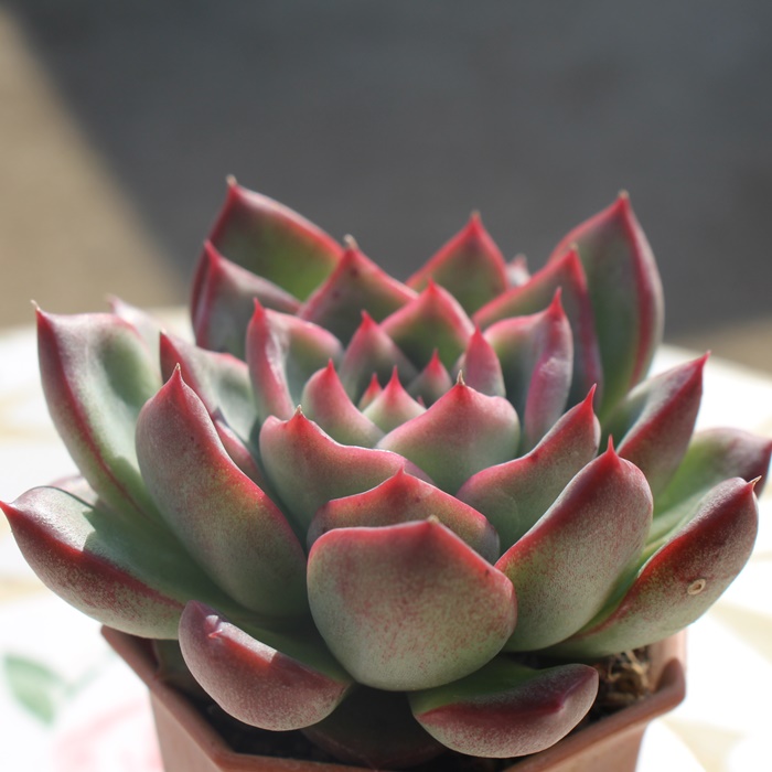 Amabile 小(韓国苗) Amabile 小(韓国苗) エケベリアカット苗 アマビレ の通販 | 園芸