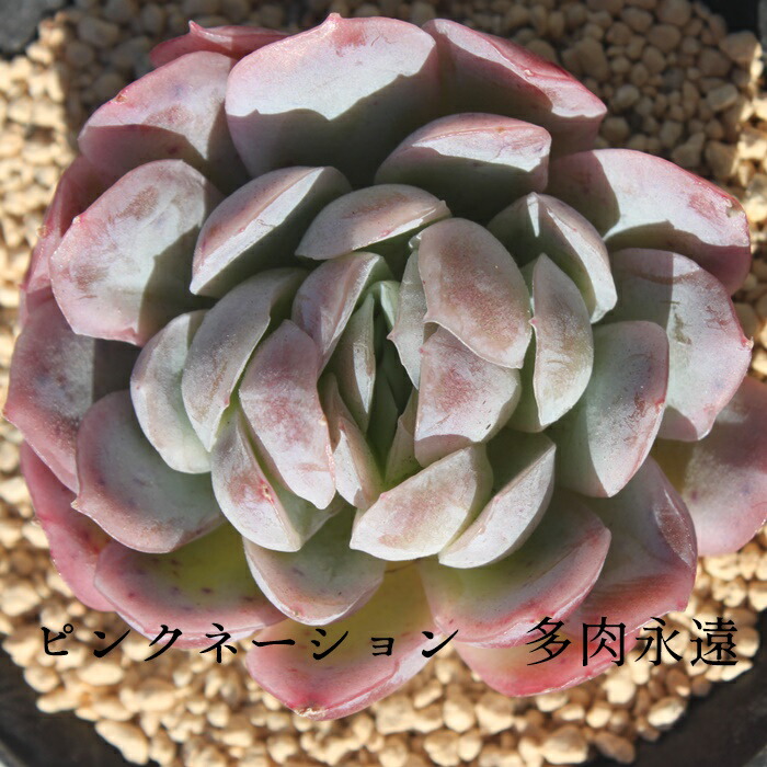 楽天市場】ラブリーローズ エケベリア Mサイズ6cmポット 韓国苗 Echeveria lovely rose 薔薇咲 多肉植物 小〜中型種  葉を重ねるタイプ : 株式会社多肉永遠楽天市場店