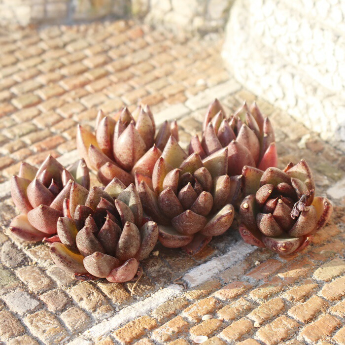 楽天市場】東雲 エケベリア Mサイズ5.5cmポット echeveria agavoides 薔薇咲 ロゼット 多肉植物 : 株式会社多肉永遠楽天市場店