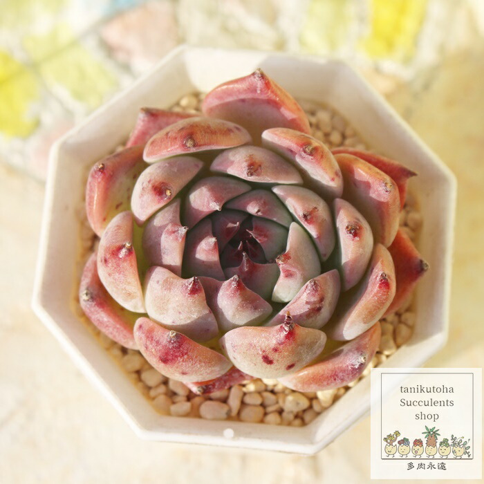 楽天市場】ローズガーネット エケベリア Mサイズ6cmポット 韓国苗 Echeveria ROSE GARNET 薔薇咲 多肉植物 小〜中型種  ロゼットタイプ きれい かわいい : 株式会社多肉永遠楽天市場店