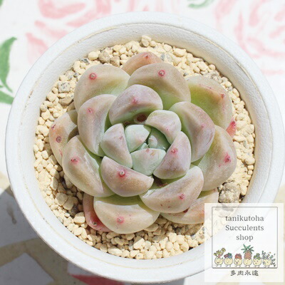多肉植物❤️確認ページとなります。お買い上げにならないようお願い致します。 楽天市場】おかもちホワイトサキュレント 送料無料 多肉永遠オリジナル