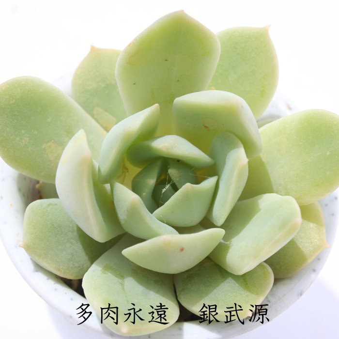 楽天市場 銀武源 エケベリア Mサイズ6ｃｍポット Echeveria Ginbugen 薔薇咲 多肉植物 小 中型種 ロゼットタイプ きれい かわいい 株式会社多肉永遠楽天市場店