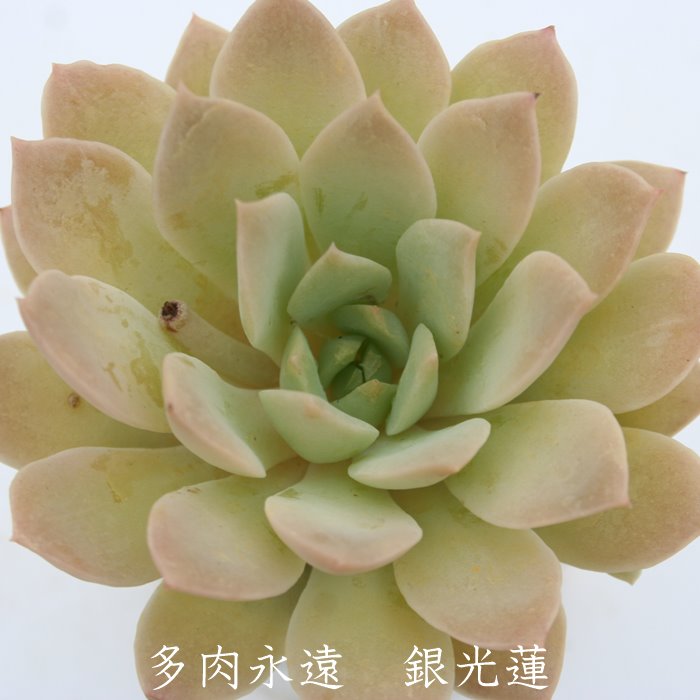 エケベリア　まとめ売り 楽天市場】【当店農場生産】○多肉植物 エケベリア TM 7.5センチ