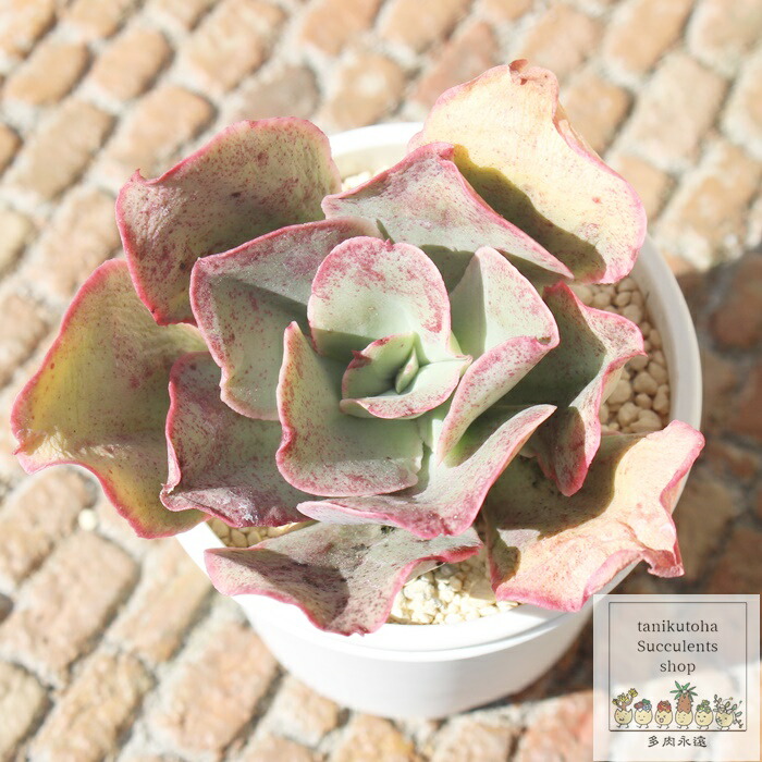 楽天市場】ブルードラゴン 韓国苗 エケベリア Mサイズ5.5ｃｍポット Echeveria blue doragon 薔薇咲 多肉植物 小～中型種  ロゼットタイプ : 株式会社多肉永遠楽天市場店