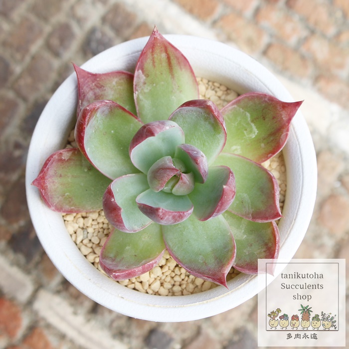 楽天市場】花の司 エケベリア Mサイズ 5.5cmポット Echeveria Hamusii