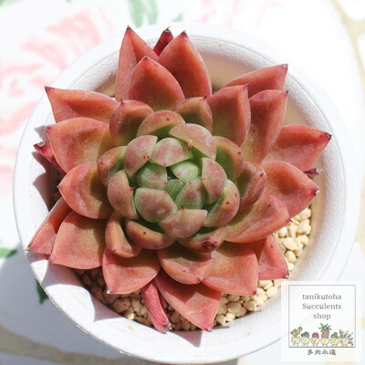 楽天市場】ラズアガ Mサイズ エケベリア 韓国苗 Echeveria