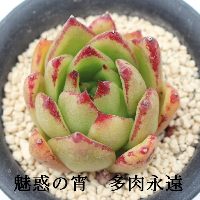 楽天市場】ラブリーローズ エケベリア Mサイズ6cmポット 韓国苗 Echeveria lovely rose 薔薇咲 多肉植物 小〜中型種  葉を重ねるタイプ : 株式会社多肉永遠楽天市場店