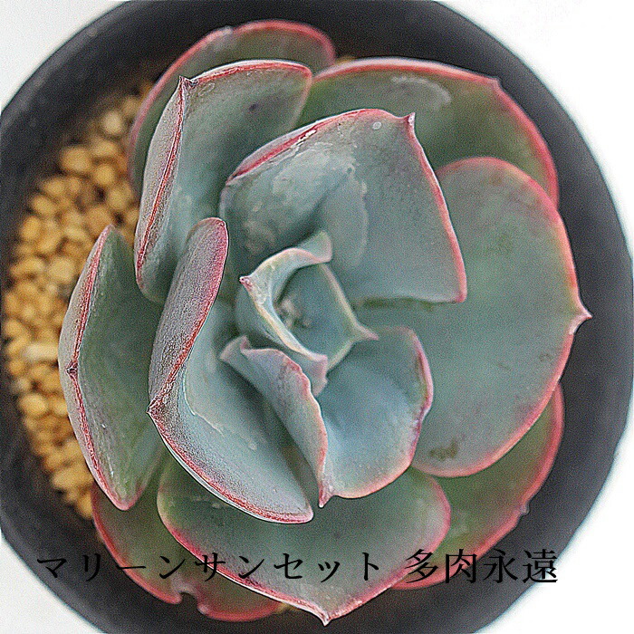 【多肉植物】エケベリア　エレガンス　カット苗写真全て　❤️かなり大きくなります❤️ 多肉植物 エケベリア エレガンス カット苗 1個の通販 by Hiropong's