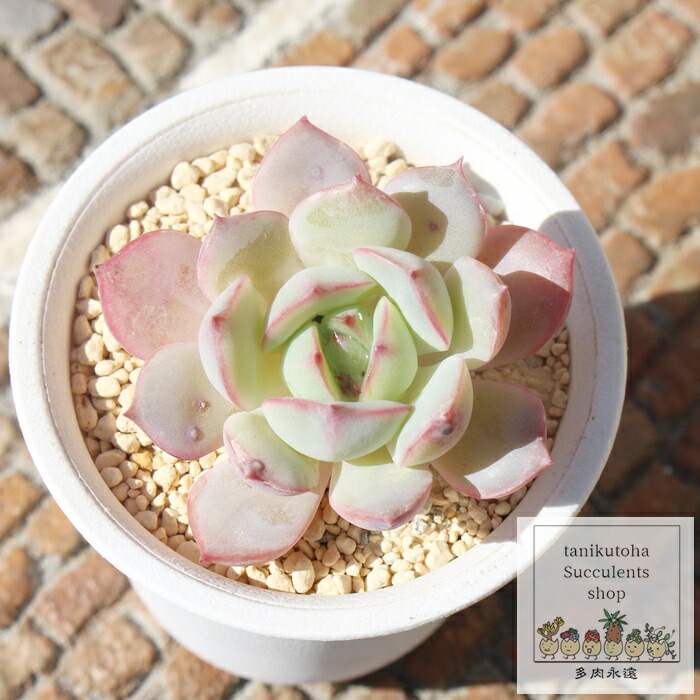 楽天市場】ラブリーローズ エケベリア Mサイズ6cmポット 韓国苗 Echeveria lovely rose 薔薇咲 多肉植物 小〜中型種  葉を重ねるタイプ : 株式会社多肉永遠楽天市場店