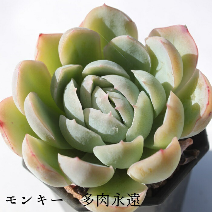 楽天市場】マジックファイアー エケベリア 韓国苗 Echeveria 薔薇咲