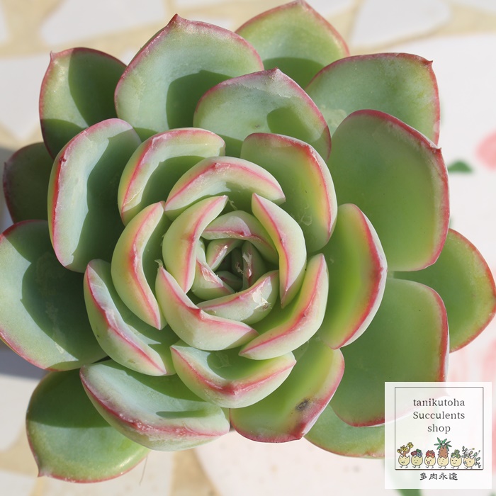 楽天市場】ルンヨニー錦 Mサイズ エケベリア 韓国苗 Echeveria