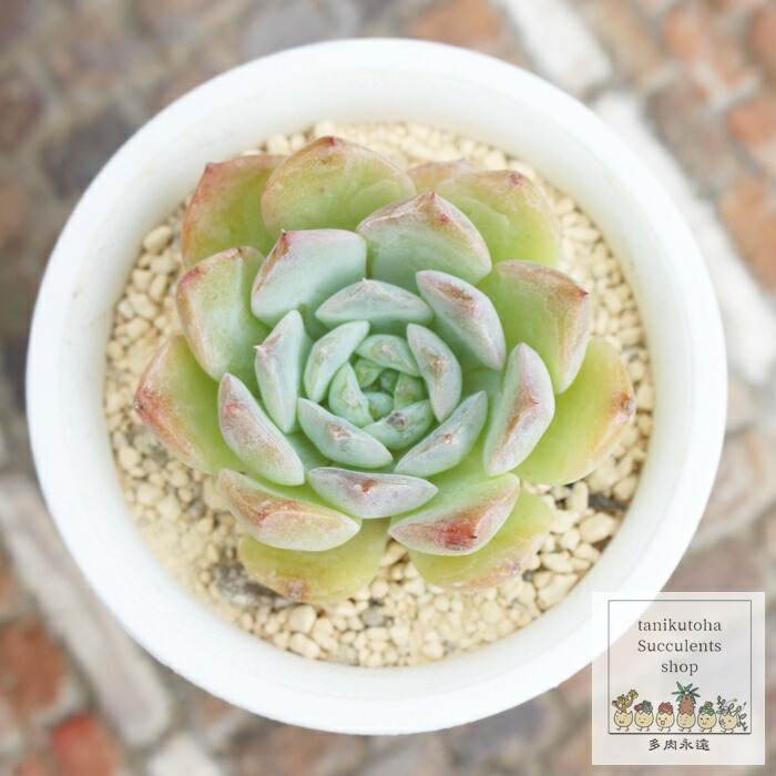 楽天市場】苺姫 永遠ラベル付き エケベリア Mサイズ 5.5cmポット 小