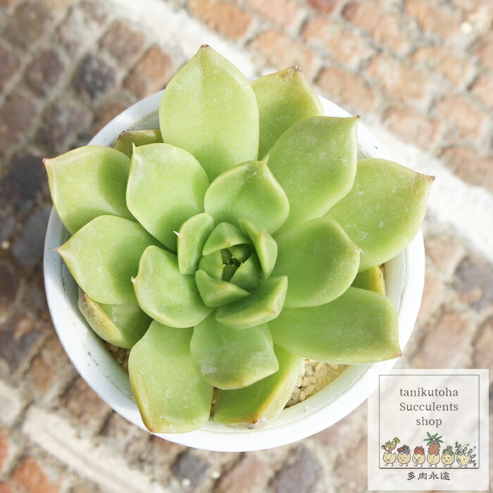 エケベリア 多肉植物 緑色 楽天市場】多肉植物 風緑 エケベリア属 7.5