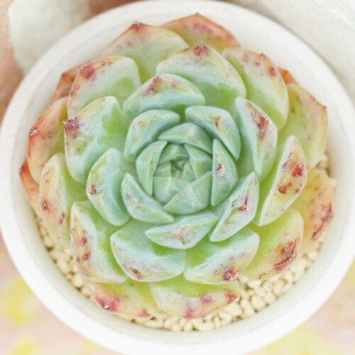 楽天市場】李桃大福 永遠ラベル付き エケベリア 5.5cmポット 多肉植物