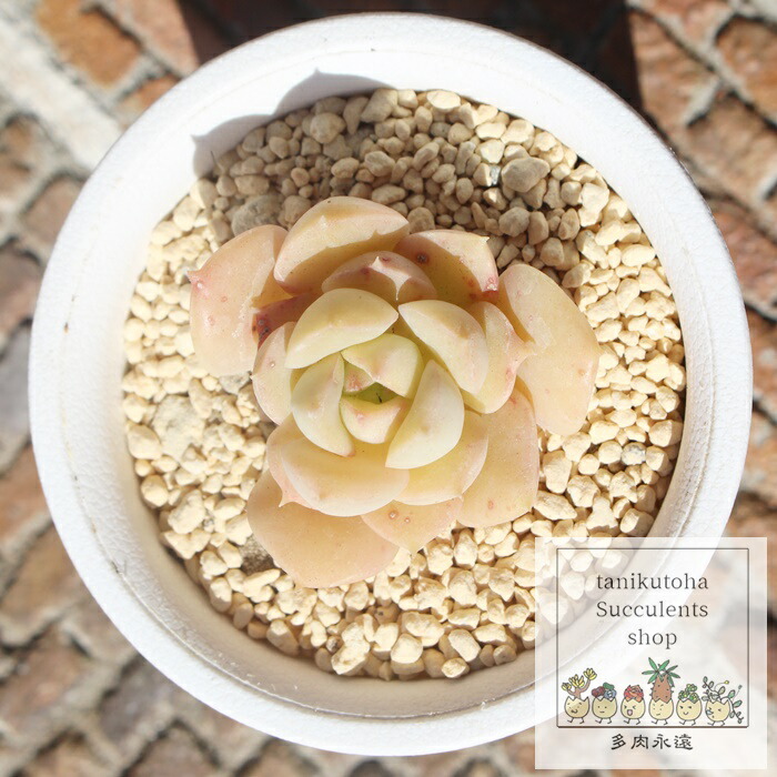 ビヨンセ虹錦 カット苗 多肉植物 ゆうパケットプラス発送 同梱980円