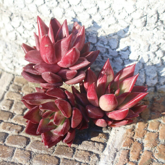 楽天市場】多肉植物 エケベリア レッドオレンジ 韓国苗 抜き苗