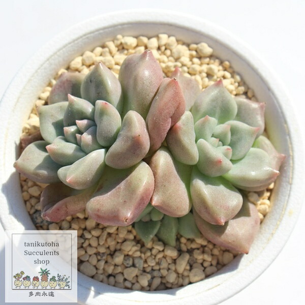 楽天市場】ビンセントカトー エケベリア Mサイズ5.5cmポット