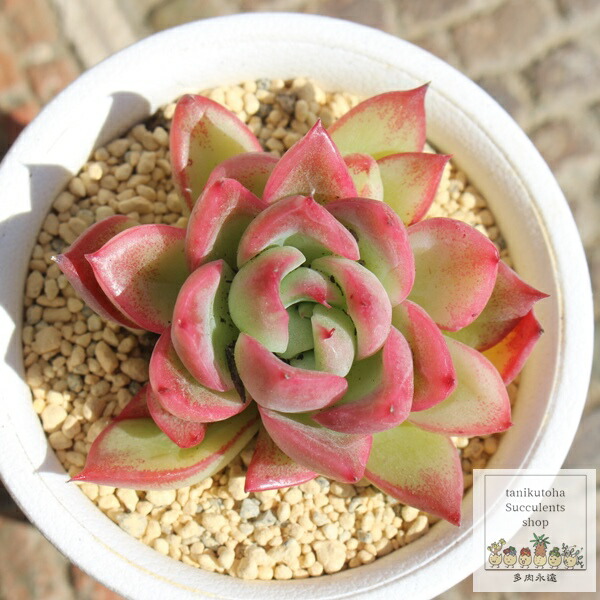 最終お値下げ　美品　エミリオロバ　薔薇＆多肉植物　２個セット 楽天市場】ピュアラブ エケベリア Mサイズ 5.5cmポット Echeveria