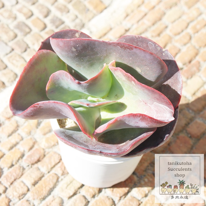 楽天市場】シルバーオンレッド エケベリア カット苗 Mサイズ6cm