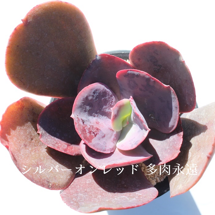 【✦即完売✦エケベリア✦М65✦フィッシュテール✦サイズ１✦】 楽天市場】ブルーサプライズ エケベリア Mサイズ6cmポット