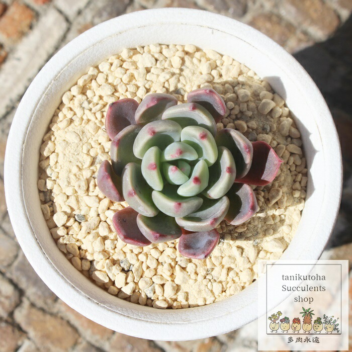 楽天市場】多肉植物 エケベリア 七福神 3.5号サイズ 苗 草幅12cmから
