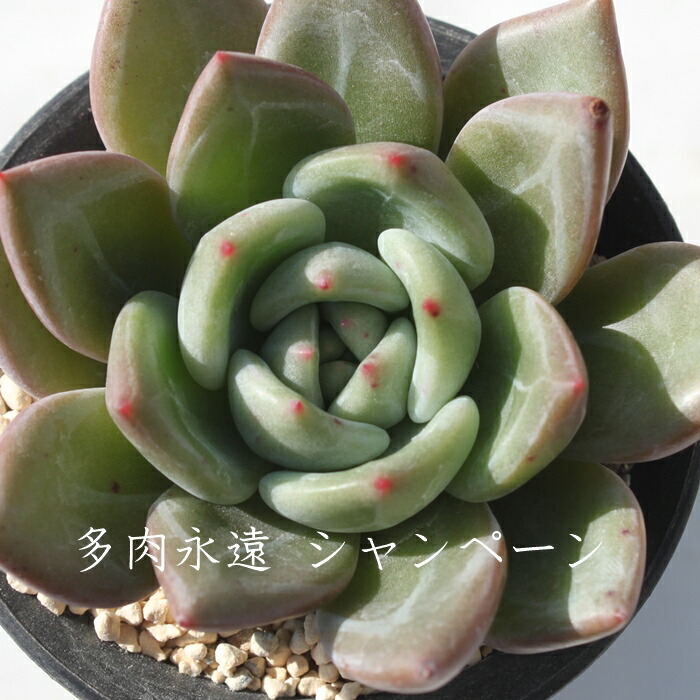楽天市場】ピーチアンドクリーム エケベリア Mサイズ 韓国苗