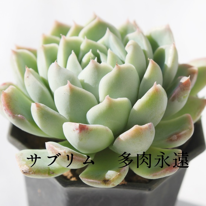 楽天市場】モヒカン エケベリア Mサイズ6ｃｍポット 韓国苗 Echeveria 