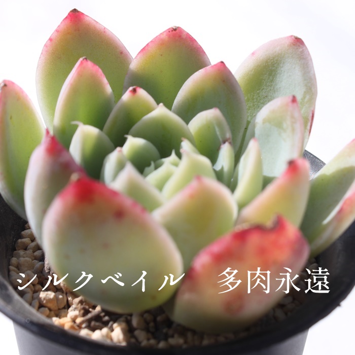 楽天市場】ピンクチップス エケベリア Mサイズ5.5cmポット 韓国苗