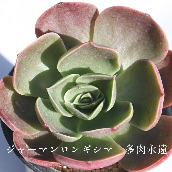 楽天市場】ラブリーローズ エケベリア Mサイズ6cmポット 韓国苗 Echeveria lovely rose 薔薇咲 多肉植物 小〜中型種  葉を重ねるタイプ : 株式会社多肉永遠楽天市場店