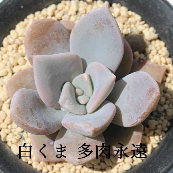 楽天市場】ピンクチップス エケベリア Mサイズ5.5cmポット 韓国苗