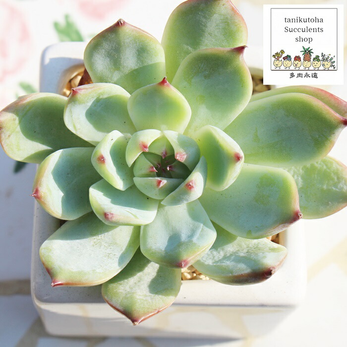 楽天市場】ラブリーローズ エケベリア Mサイズ6cmポット 韓国苗 Echeveria lovely rose 薔薇咲 多肉植物 小〜中型種  葉を重ねるタイプ : 株式会社多肉永遠楽天市場店