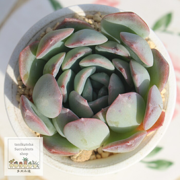 楽天市場】サブセシリス錦 カット苗 エケベリア Mサイズ 5.5cmポット