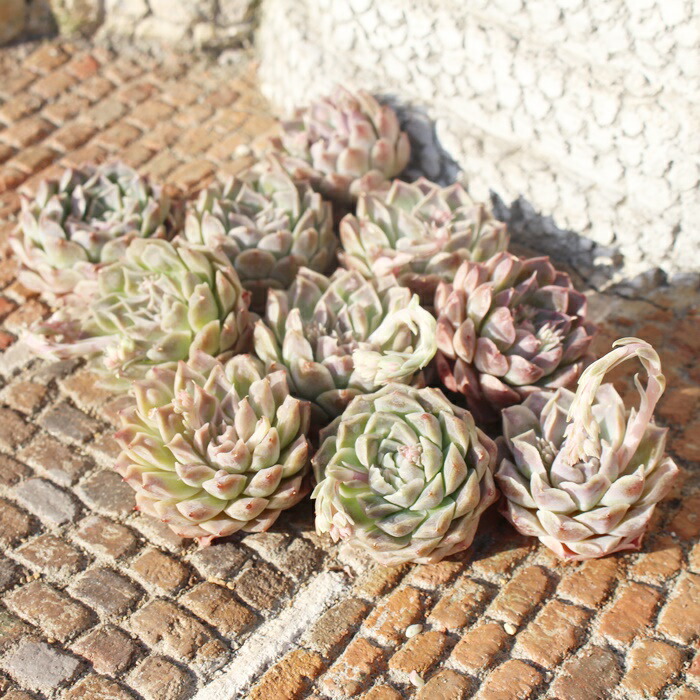 多肉植物 韓国苗 エケベリア チュプス 楽天市場】ピンクチップス エケベリア Mサイズ5.5cmポット 韓国苗